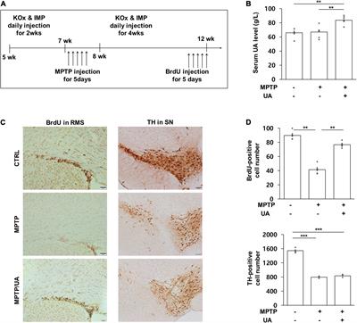 Uric Acid Enhances Neurogenesis in a Parkinsonian Model by Remodeling Mitochondria